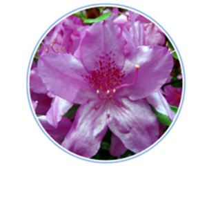 symbol_flower.png